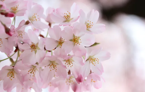 Flowers, background, tenderness, branch, spring, Sakura, pink, flowering
