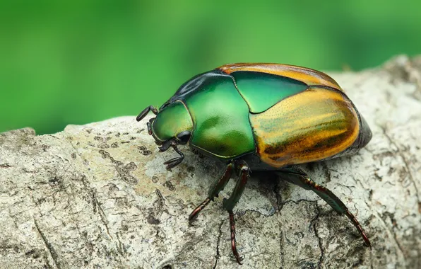 Macro, green, background, tree, beetle, branch, insect, brilliant