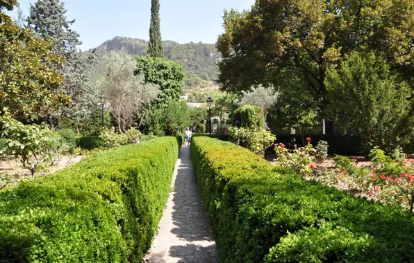 Picture landscape, nature, Park, alley, the bushes