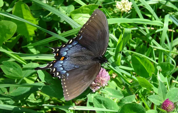 Macro, wings, Butterfly, clover, beautiful, flowers, closeup
