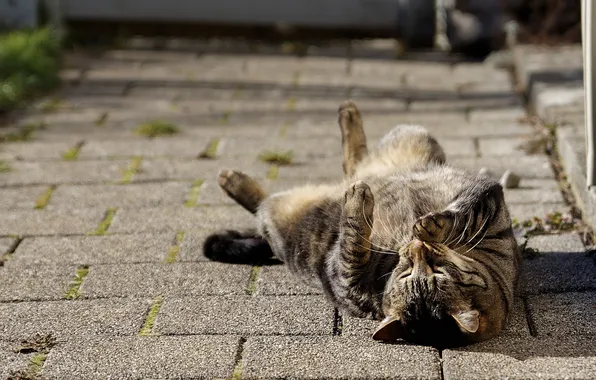 Picture cat, cat, ideal, lies