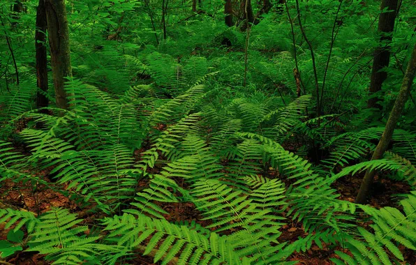 Picture forest, leaves, trees, thickets