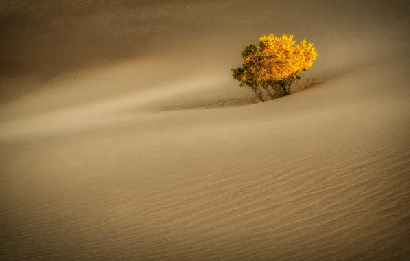 Picture tree, desert, dunes, California, Death Valley, Stovepipe Wells