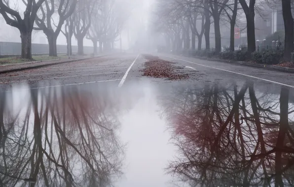 The city, fog, street, puddle