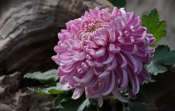 Picture close-up, petals, chrysanthemum