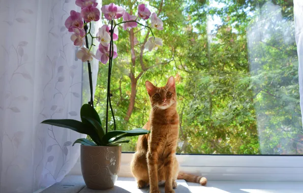 Download wallpaper cat, flowers, window, red, orchids, section cats in ...