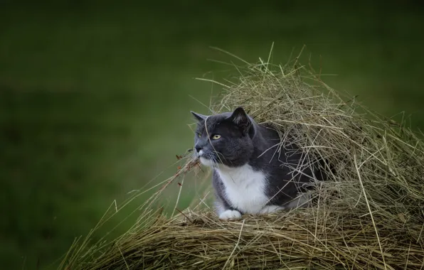Picture cat, shelter, hay, observation, bokeh