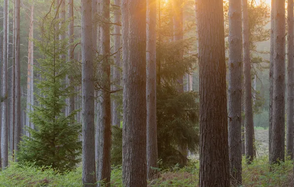 Forest, the sun, trees, nature, trunks, ate, pine