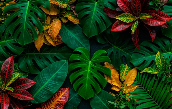 Leaves, color, Wallpaper, colors, art, wallpaper, art, leaves