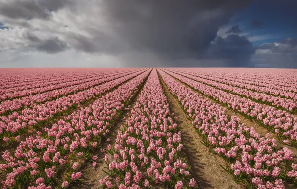 Field, flowers, spring, pink, the ranks, flower field, plantation, hyacinths