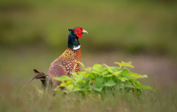 Bird, bokeh, pheasant
