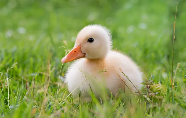 Greens, summer, grass, comfort, background, bird, baby, cute