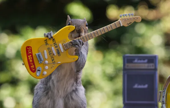 Picture guitar, protein, concert, Sex Squirrels