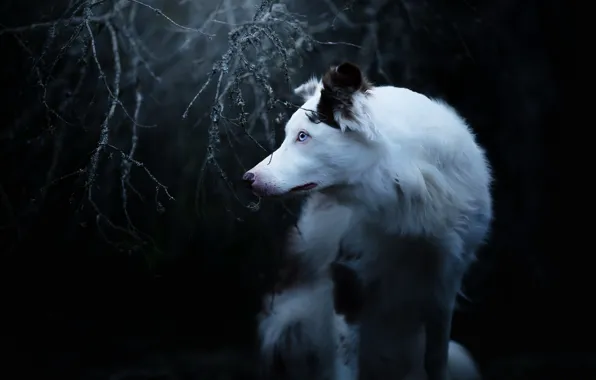 Background, each, dog