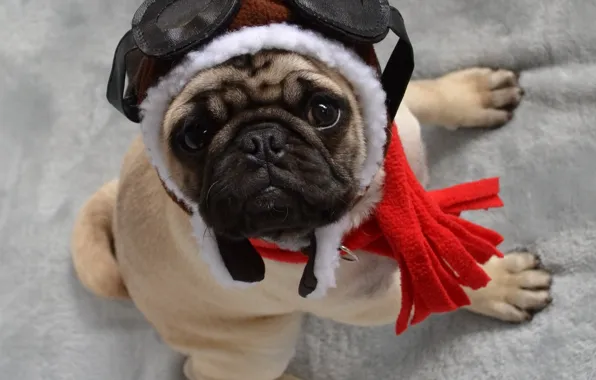Look, red, pose, hat, portrait, dog, paws, glasses