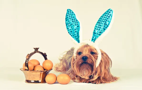 Picture dog, basket, ears