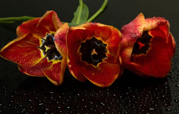 Drops, surface, flowers, the dark background, tulips, red, trio