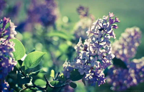 Light, nature, spring, flowering, lilac, bokeh, for Lita