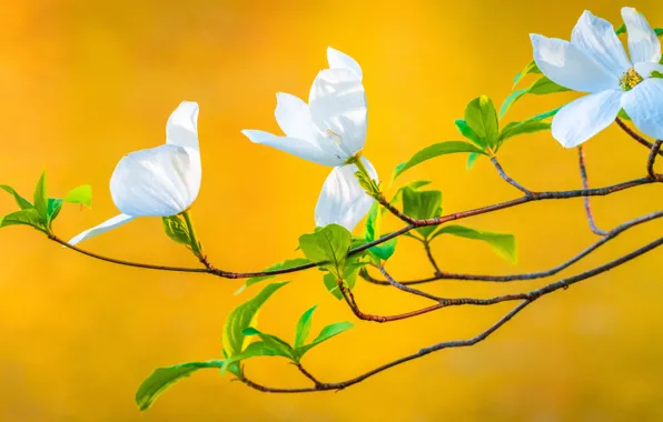 Picture branches, spring, flowers