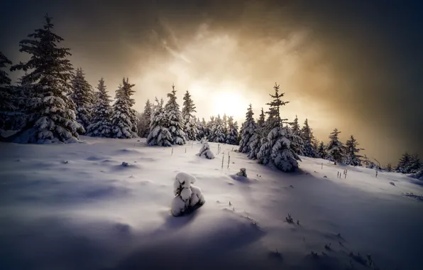 Winter, forest, the sky, the sun, clouds, light, snow, sunset