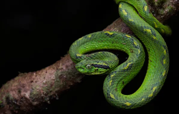 Look, trees, branches, pose, green, snake, scales, black background