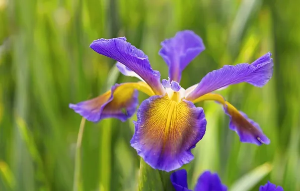 Picture macro, petals, iris