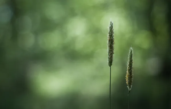Wheat, field, grass, nature, Wallpaper, spikelets, ears, macro photo