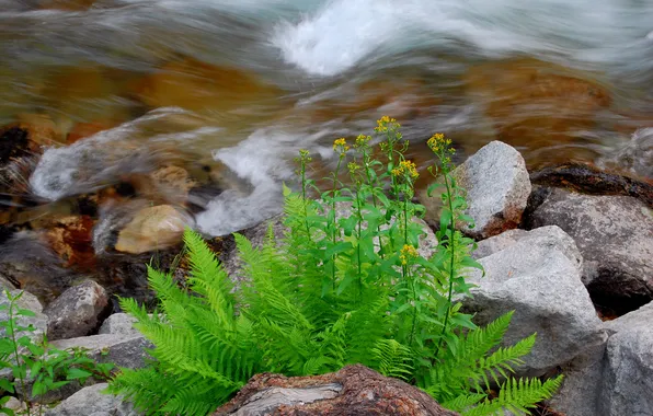 Grass, macro, flowers, river, stream, stones