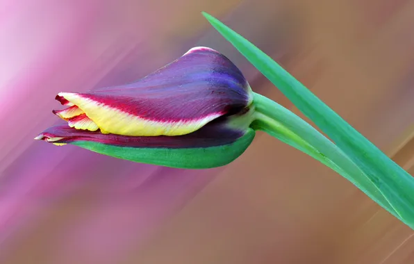 Leaves, macro, Tulip, petals, stem