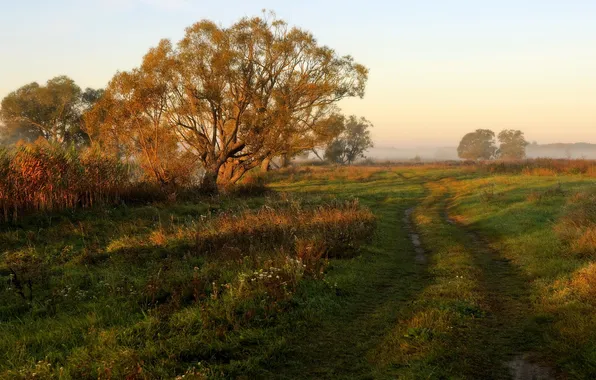 Road, field, morning