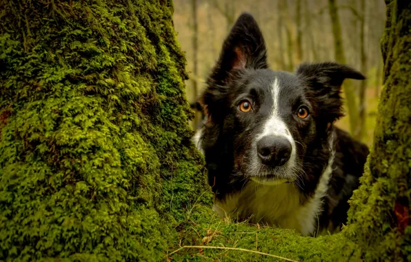 Picture look, face, tree, moss, dog, The border collie