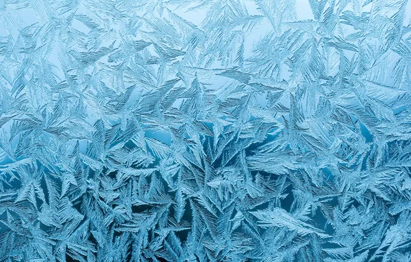 Picture texture, winter, branch, frost