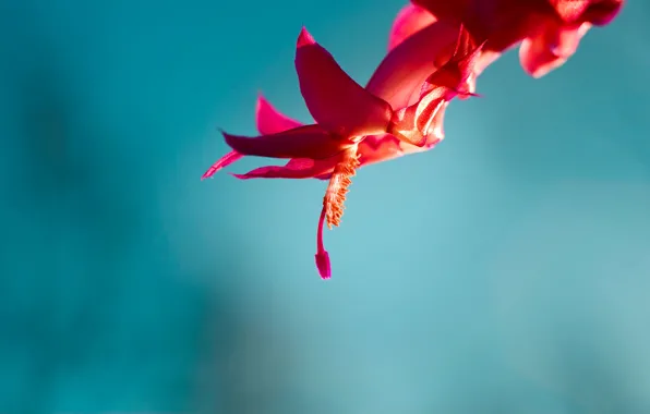 Picture flowers, red, background