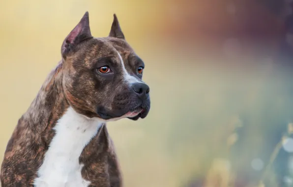 Look, background, each, dog