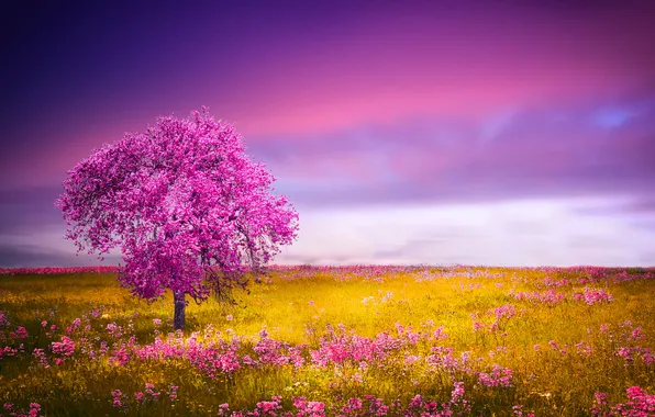 TREE, GRASS, HORIZON, The SKY, FIELD, FLOWERS, PINK, DAL