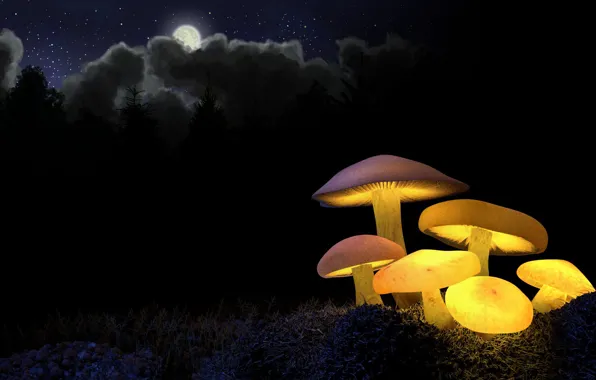 Picture forest, light, night, yellow, the moon, mushrooms, glow, ate