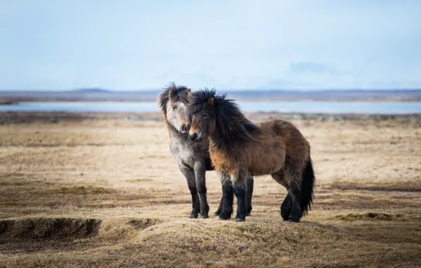 Picture nature, space, pair, pony, Horse, Iceland