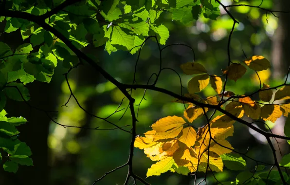 Picture autumn, leaves, tree