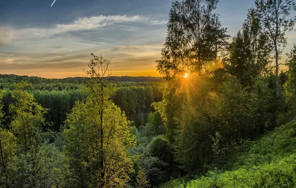 Greens, forest, summer, the sky, the sun, clouds, rays, light