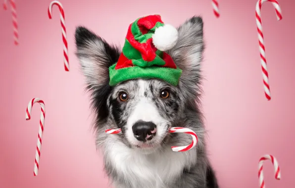 Look, face, strips, holiday, new year, portrait, Christmas, dog