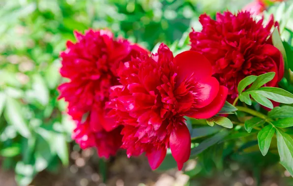 Leaves, flowers, spring, garden, red, bokeh, peonies, peony