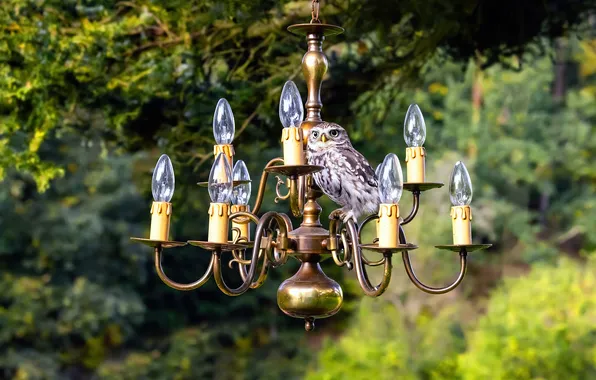 Look, branches, nature, pose, tree, owl, bird, chandelier