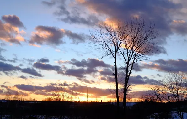 Clouds, clouds, tree, horizon, in the winter, Moscow oblast, Golden sunset, the branches of a …