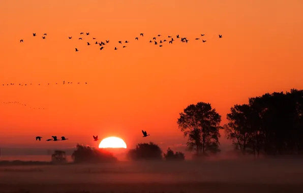 Picture sunset, birds, fog