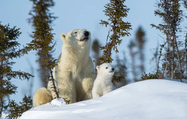 Picture winter, animals, snow, nature, bears, bear, cub, polar bears