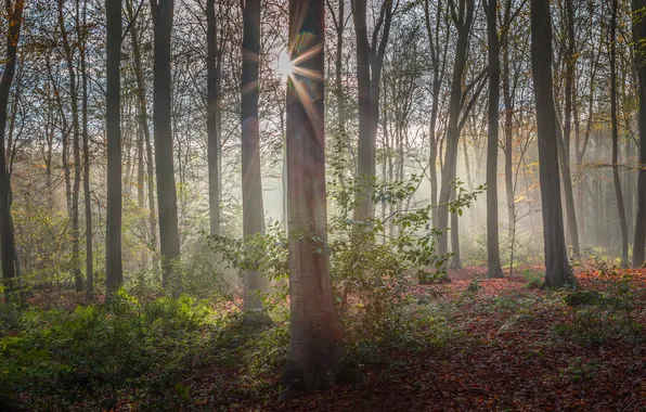 Picture forest, rays, trees, nature