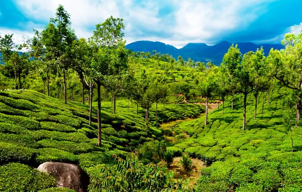 Greens, trees, mountains, field, India, Kerala
