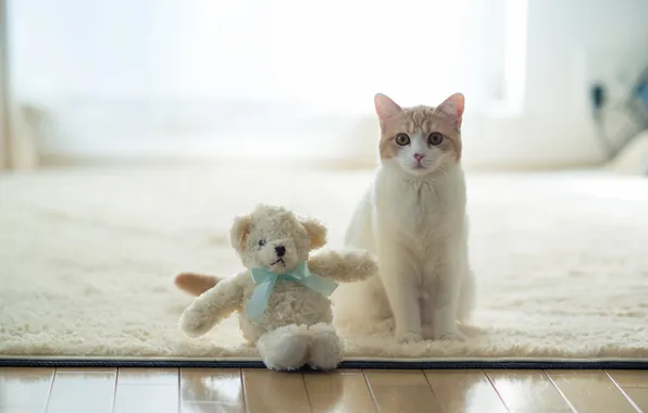 Picture cat, house, toy, torode