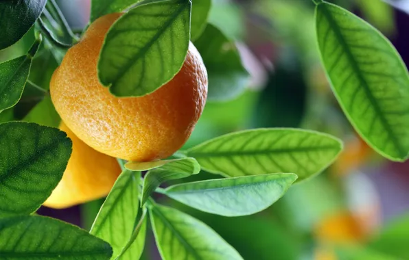 Picture macro, oranges, fruit, leaves, fruits, oranges