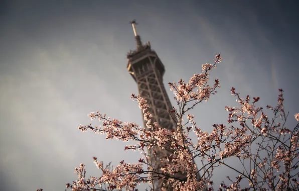 The sky, flowers, nature, the city, tree, France, Paris, spring